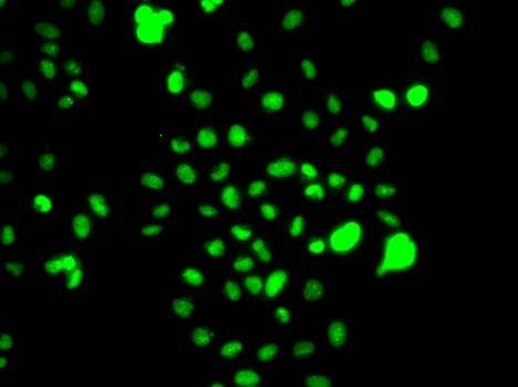 Anti-CEBPG Antibody
