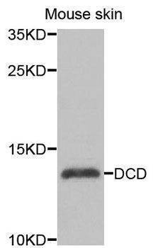 Anti-DCD Antibody