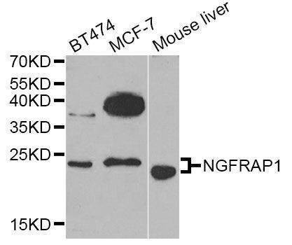 Anti-NGFRAP1 Antibody
