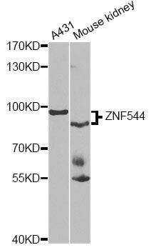 Anti-ZNF544 Antibody