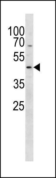 Anti-PSMC2 (N-term) Antibody