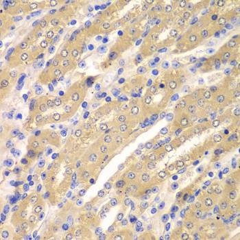 Anti-ERGIC2 Antibody