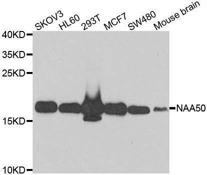Anti-NAA50 Antibody