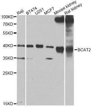 Anti-BCAT2 Antibody