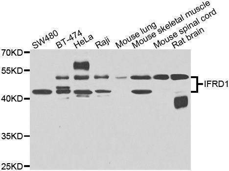 Anti-IFRD1 Antibody