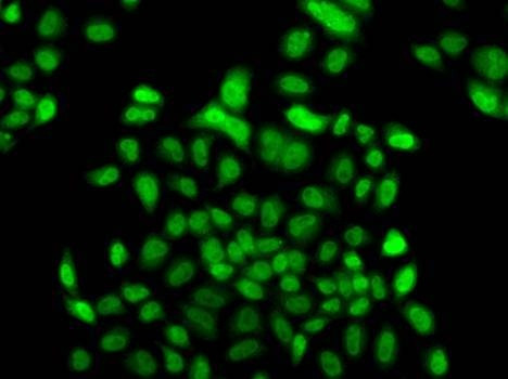 Anti-FBXO7 Antibody