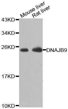 Anti-DNAJB9 Antibody