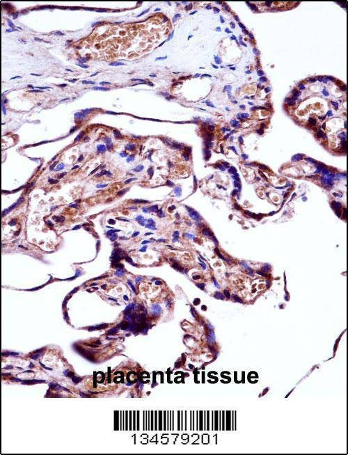 Anti-NEDD9 (Center) Antibody