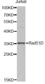 Anti-Rad51D Antibody