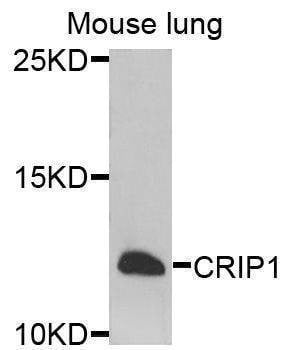 Anti-CRIP1 Antibody