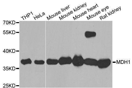 Anti-MDH1 Antibody