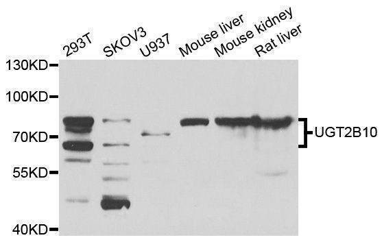 Anti-UGT2B10 Antibody