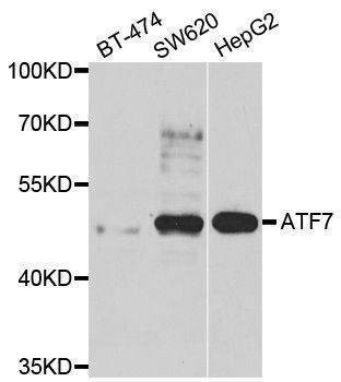 Anti-ATF7 Antibody