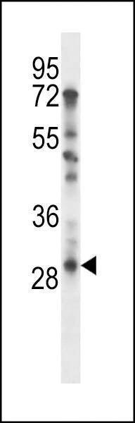 Anti-TAF9 (N-term) Antibody