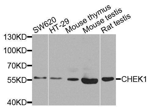 Anti-CHEK1 Antibody