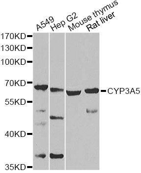 Anti-CYP3A5 Antibody