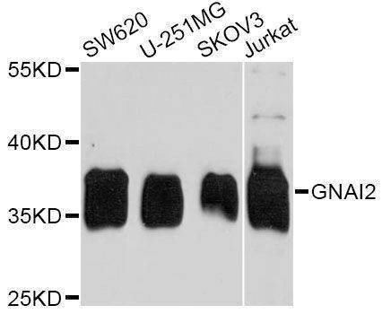 Anti-GNAI2 Antibody