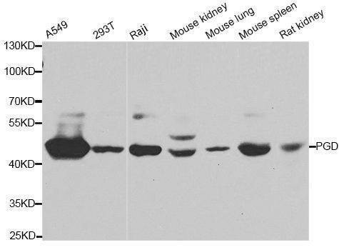 Anti-PGD Antibody