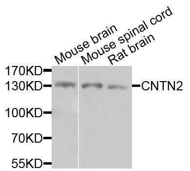 Anti-CNTN2 Antibody