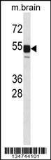 Anti-Mouse Clk1 (N-term) Antibody