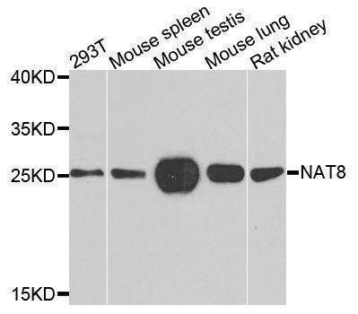 Anti-NAT8 Antibody