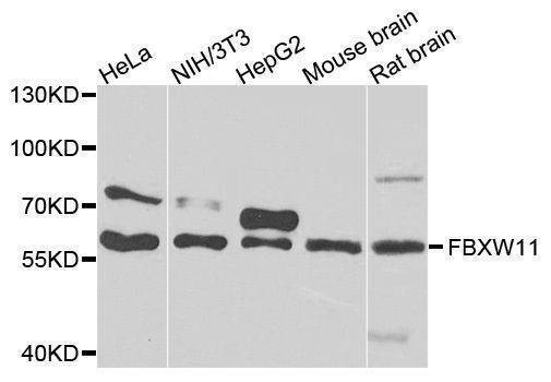 Anti-FBXW11 Antibody