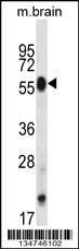 Anti-Mouse Clk4 (N-term) Antibody