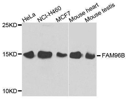 Anti-FAM96B Antibody