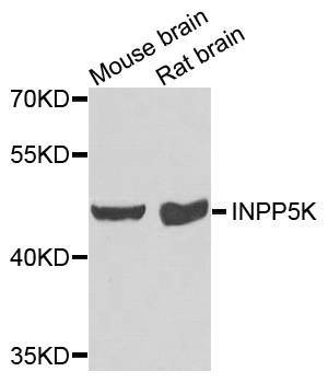 Anti-INPP5K Antibody