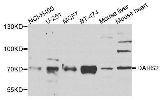 Anti-DARS2 Antibody