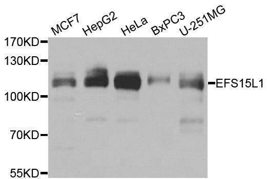 Anti-EPS15L1 Antibody
