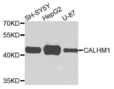 Anti-CALHM1 Antibody