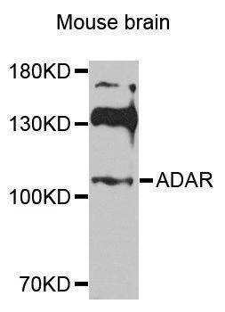 Anti-ADAR Antibody