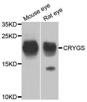 Anti-CRYGS Antibody