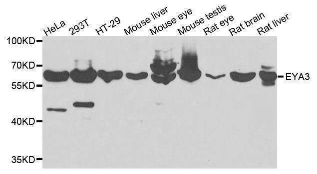 Anti-EYA3 Antibody