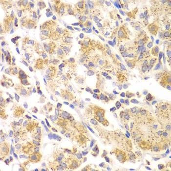 Anti-EYA3 Antibody