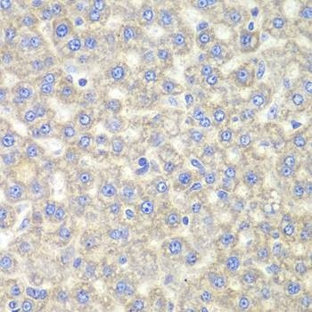 Anti-EYA3 Antibody