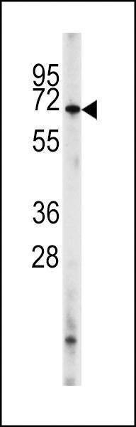 Anti-PDE8A (Center) (L572) Antibody