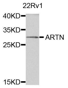 Anti-ARTN Antibody