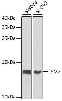 Anti-LSM2 Antibody