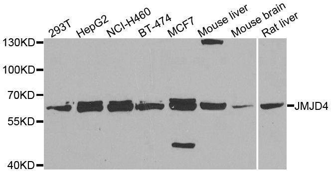 Anti-JMJD4 Antibody