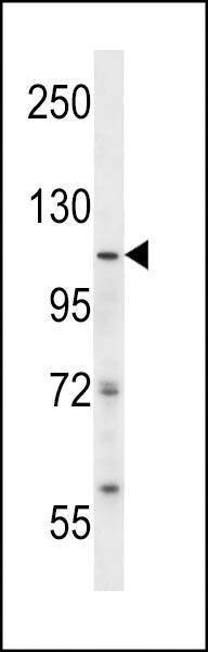 Anti-ISWI (N-term) Antibody