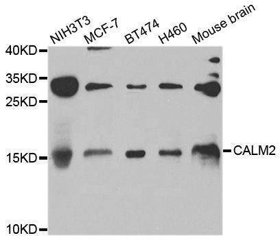Anti-CALM2 Antibody