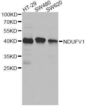 Anti-NDUFV1 Antibody