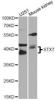 Anti-STX7 Antibody