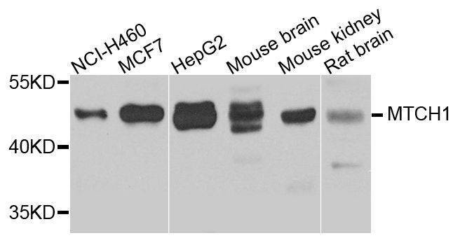 Anti-MTCH1 Antibody