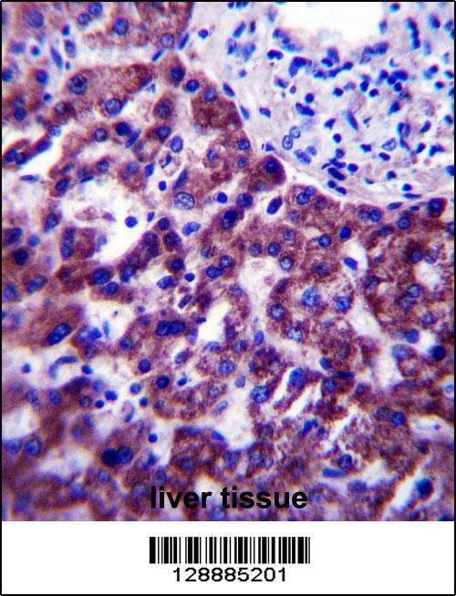 Anti-OR14J1 (C-term) Antibody