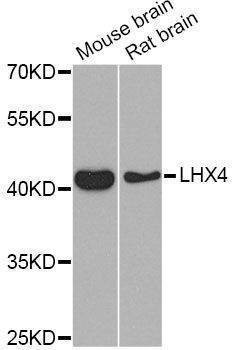 Anti-LHX4 Antibody