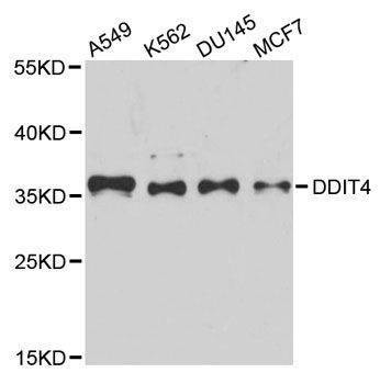 Anti-DDIT4 Antibody