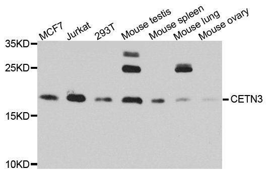 Anti-CETN3 Antibody